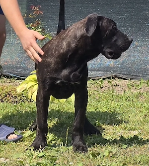 Mascul presa canario - imagine 2