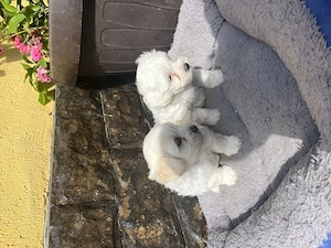 Bichon Maltez, fetița și băiețel  - imagine 3