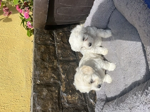 Bichon Maltez, fetița și băiețel  - imagine 2