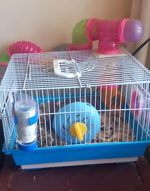 Donez iepure cap de leu și hamster siberian