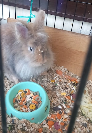Donez iepure cap de leu și hamster siberian - imagine 2