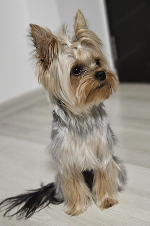 Pui Yorkshire Terrier de vanzare - 4 masculi - imagine 5