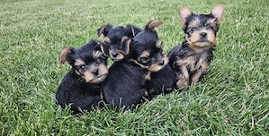 Pui Yorkshire Terrier de vanzare - 4 masculi