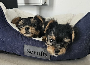Pui Yorkshire Terrier de vanzare - 4 masculi - imagine 2