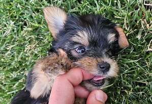 Pui Yorkshire Terrier de vanzare - 4 masculi - imagine 3