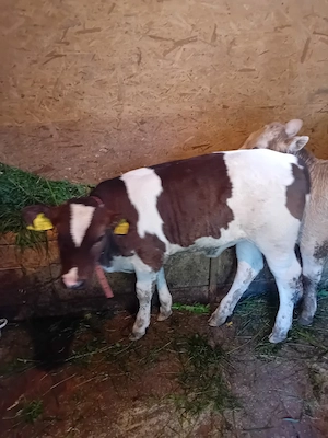 vand vitica foarte grasa buna pentru prasila sau sacrificat
