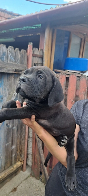 Catelusi de vanzare cane corsoe - imagine 3