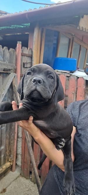 Catelusi de vanzare cane corsoe - imagine 4