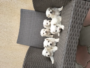 Bichon Bologneze 