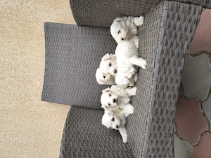 Bichon Bologneze  - imagine 5