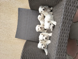 Bichon Bologneze  - imagine 2