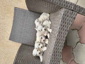 Bichon Bologneze  - imagine 4