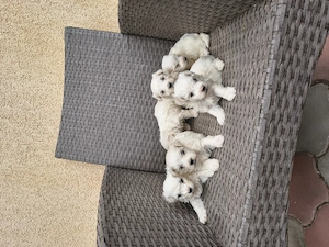 Bichon Bologneze  - imagine 3