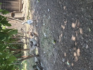 Vand un lot de 12 gaste 