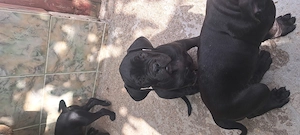 Vând cățeluși Cane Corso - imagine 5