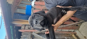 Vând cățeluși Cane Corso - imagine 2
