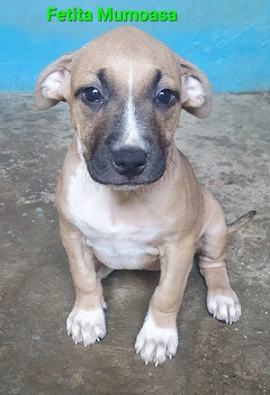 Fetita mumoasa Amstaff