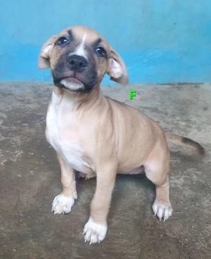 O frumusete de fetita Amstaff - imagine 3