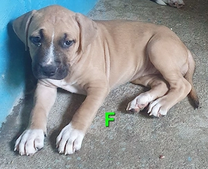 O scumpete de fata Amstaff - imagine 3