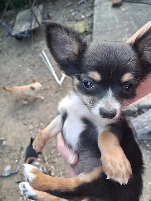 băiețel chihuahua  - imagine 2