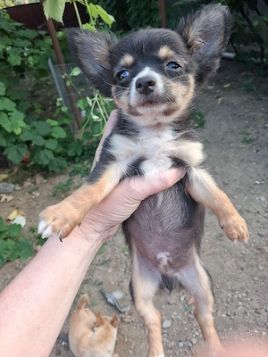 băiețel chihuahua  - imagine 3
