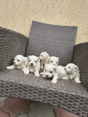căței bichon frumoși  - imagine 5