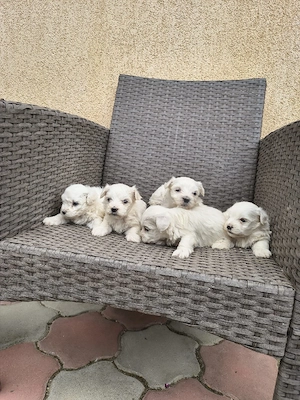 căței bichon frumoși  - imagine 2