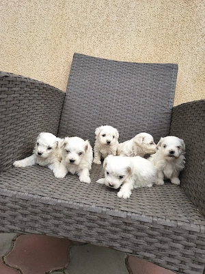 căței bichon frumoși  - imagine 3