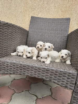 căței bichon frumoși  - imagine 4
