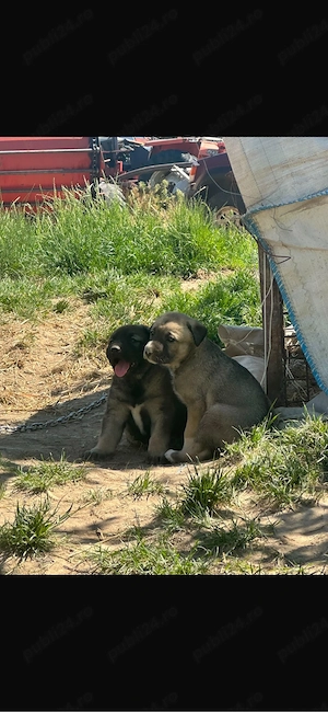 Catei Kangal - imagine 2