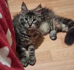 Puiuți Maine Coon, vaccinați, deparazitați, 3 luni și jumătate 