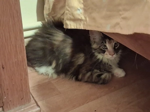 2 fetițe Maine Coon își caută familii  - imagine 2
