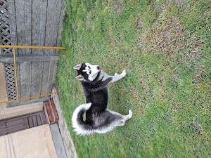 Donez Husky Siberian, rasa pura, ochi albastri, in varsta de 8 luni, deosebit de frumos si inteligen