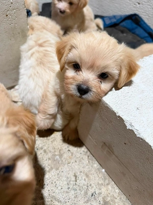 Bichon cauta casuta noua - imagine 4