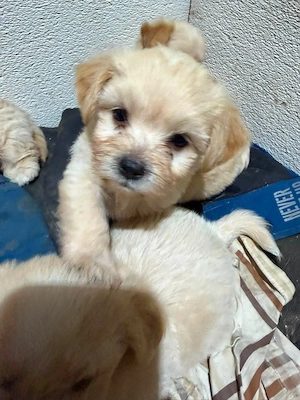 Bichon cauta casuta noua - imagine 5