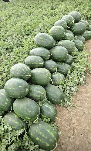 Lubeniță Pepeni verzi calitate I angro en-gross, producator local zona Periam - Lovrin - Gottlob - imagine 3