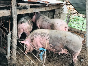 Porci   purcei de vanzare - imagine 4