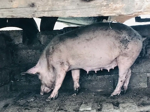 Porci   purcei de vanzare - imagine 5