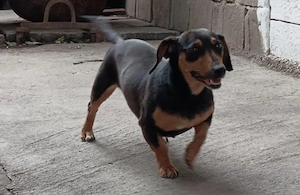Teckel daschund pereche - imagine 2