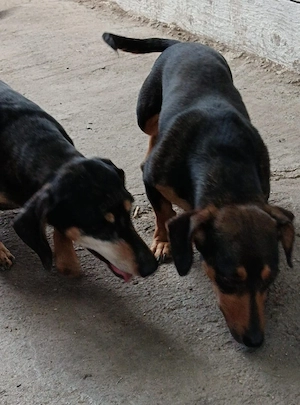 Teckel daschund pereche