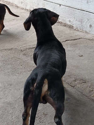 Teckel daschund pereche - imagine 4