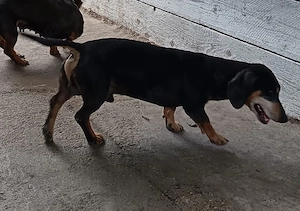 Teckel daschund pereche - imagine 3