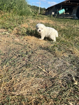 Bichon Maltez de vânzare - imagine 4