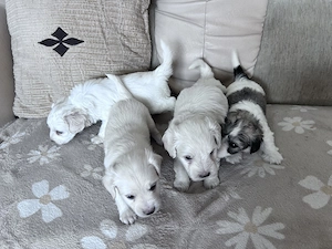 Puiuți bichon de vânzare  - imagine 5