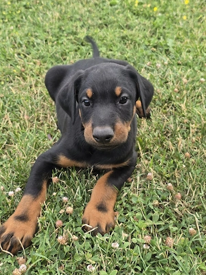 Pui doberman 