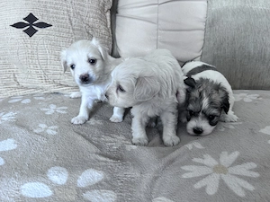 Puiuți bichon de vânzare  - imagine 4