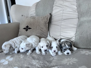 Puiuți bichon de vânzare 