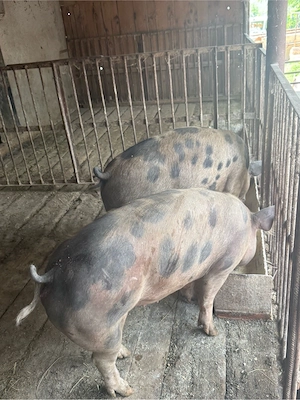 porci 80-120kg - imagine 2