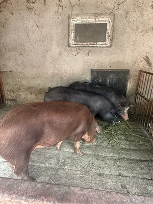 porci intre 80 si 120kg - imagine 7