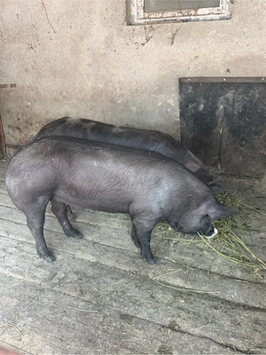 porci intre 80 si 120kg - imagine 5